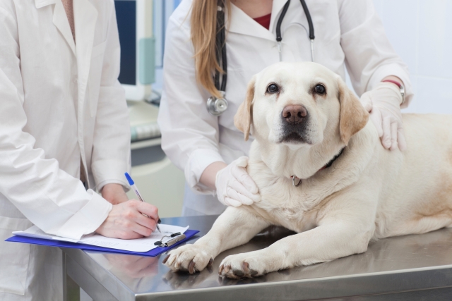犬の健康診断頻度
