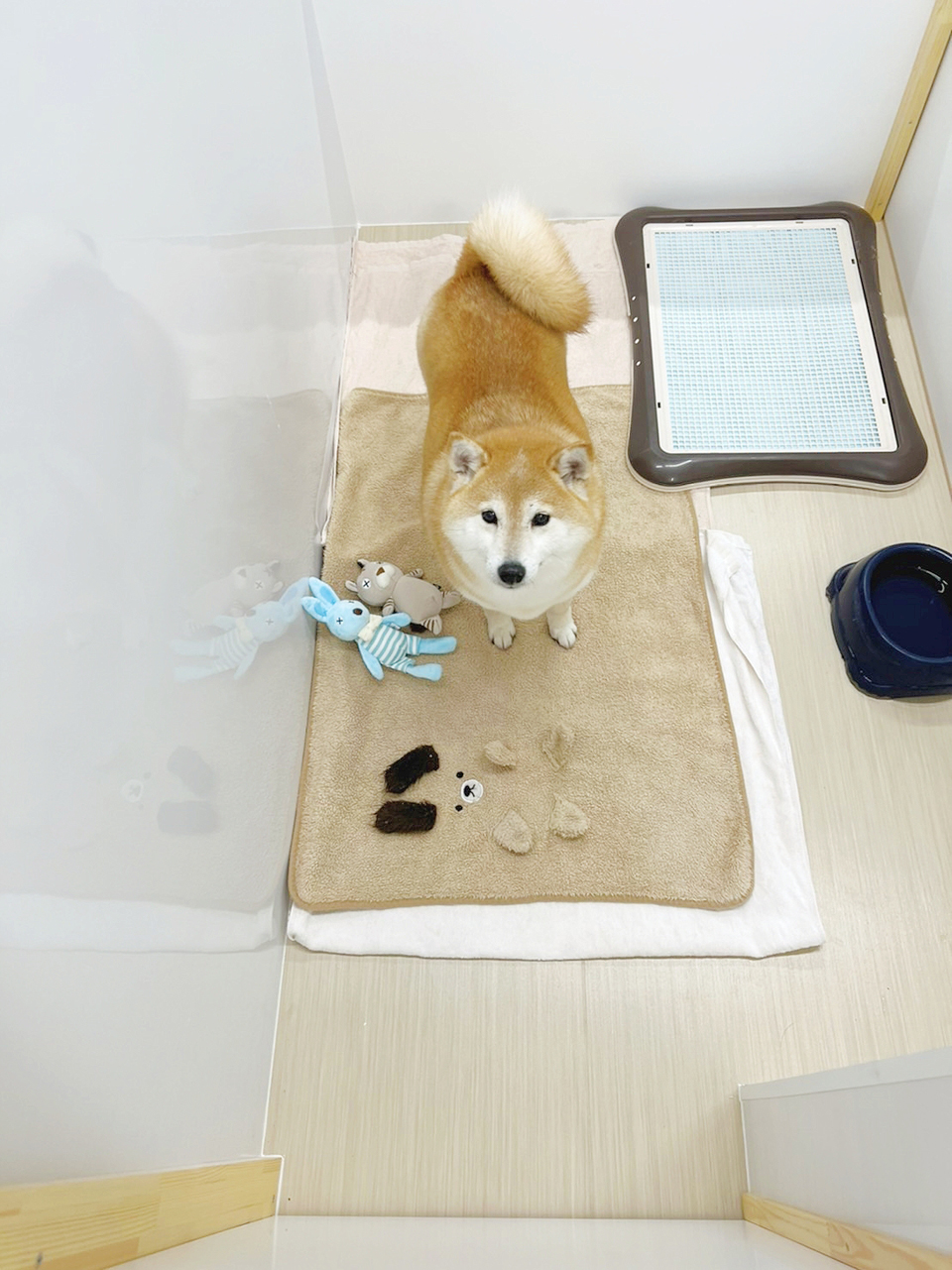 名古屋ペットホテル中型犬