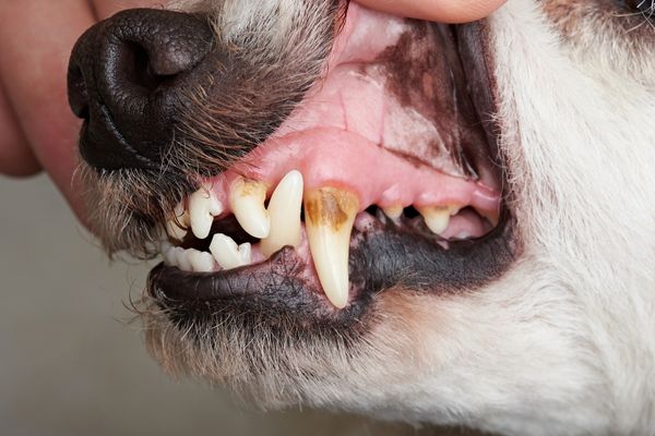 犬の歯みがき