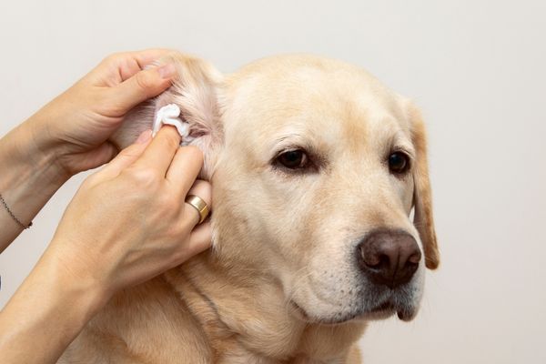 犬の耳洗浄