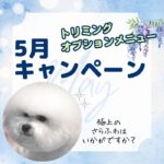 トリミングキャンペーン2025年5月