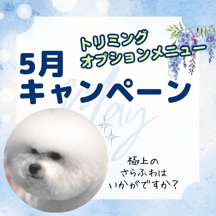 トリミングキャンペーン2025年5月