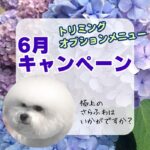 トリミングキャンペーン2025年6月