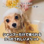 シャンプーのみ_名古屋トリミングサロンDOGCATCOCO