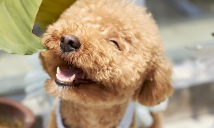 犬にやさしいペットホテル名古屋DOGCATCOCO