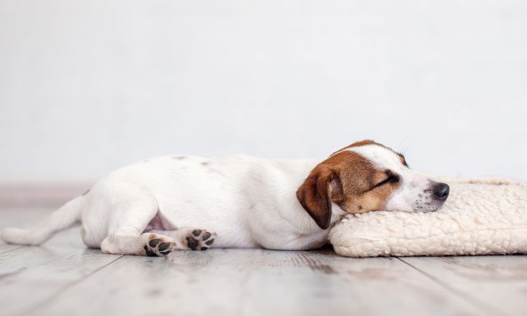 犬にやさしいペットホテル名古屋DOGCATCOCO