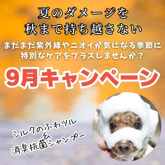 トリミングキャンペーン2025年9月