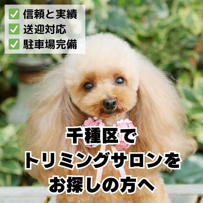 千種区でトリミングサロンをお探しの方へ_信頼と実績のDOGCATCOCO