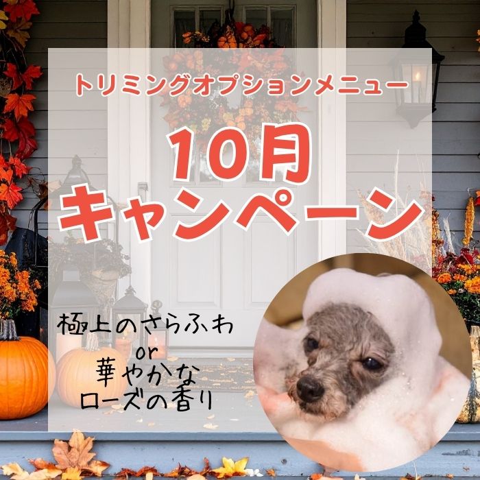 トリミングキャンペーン2025年10月