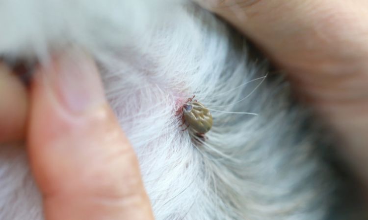 愛犬と飼い主を守るマダニ対策