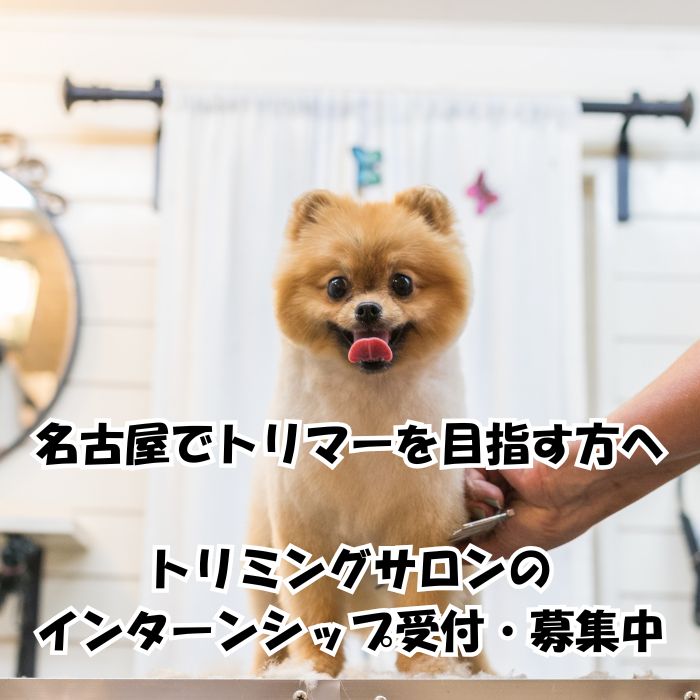 トリマーインターンシップ名古屋
