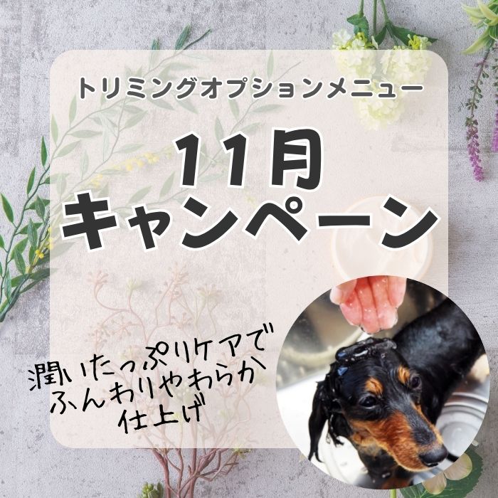 トリミングキャンペーン2025年11月