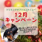 トリミングキャンペーン2025年12月
