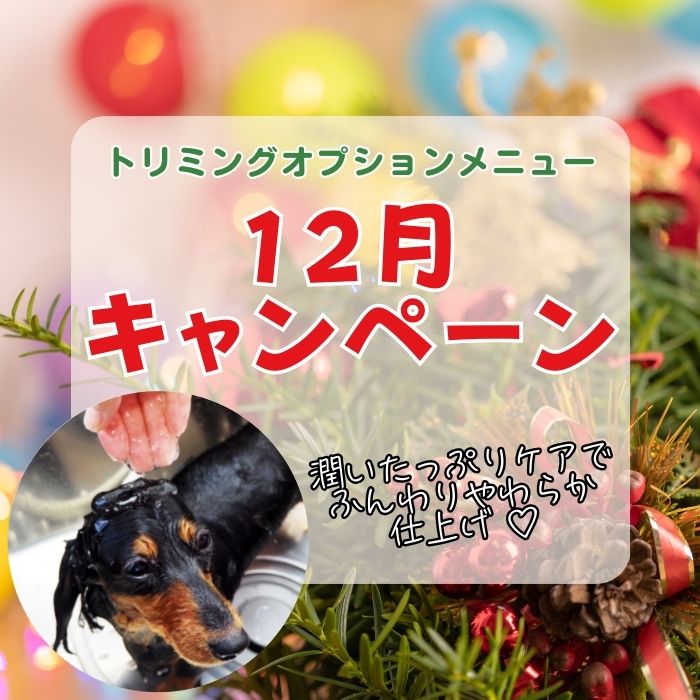 トリミングキャンペーン2025年12月