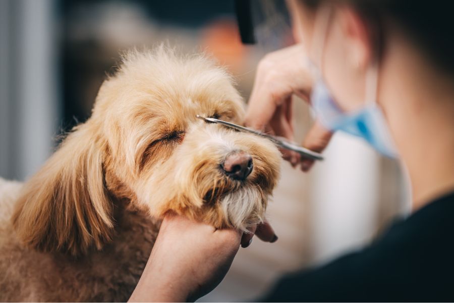 トリミング代金の理由03